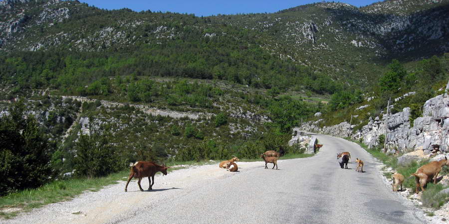 StTropez-2008-086.JPG